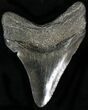 Nice Fossil Megalodon Tooth - South Carolina #22576-1